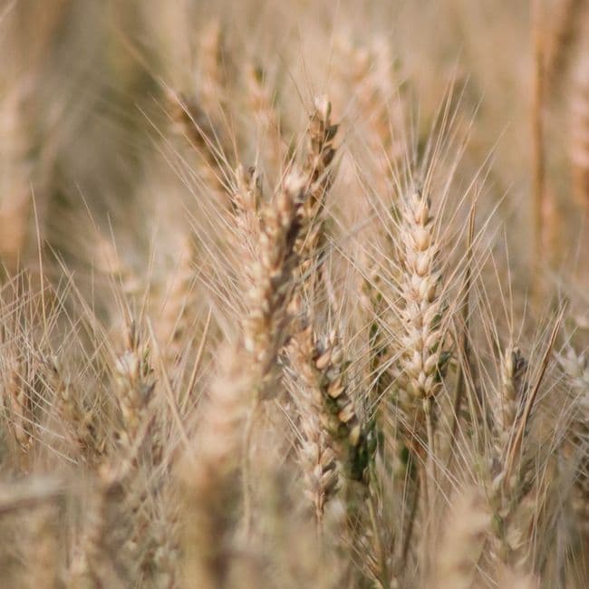 Farine de blé